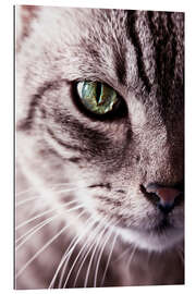 Gallery print The cat&#039;s eye