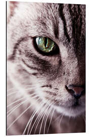 Magnettafel Der Katzenblick