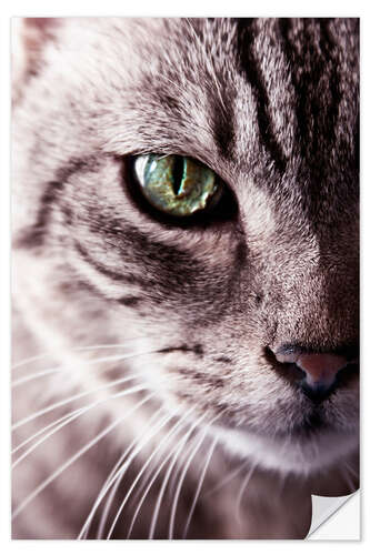 Selvklebende plakat The cat's eye