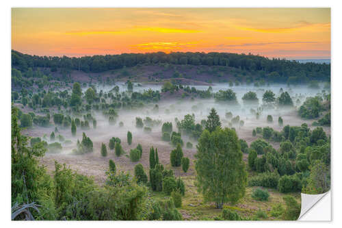 Naklejka na ścianę Totengrund in the Lüneburg Heath