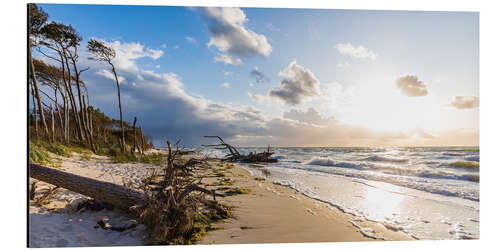 Aluminium print Darßer west beach on the Baltic Sea near Prerow