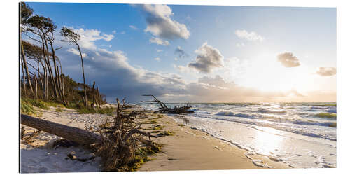 Galleriprint Darßer west beach on the Baltic Sea near Prerow