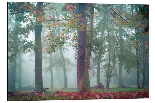 Cuadro de aluminio Otoño en el bosque