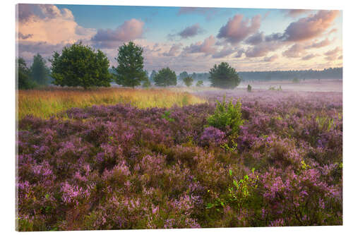 Acrylic print Morning mood in the Lüneburg Heath