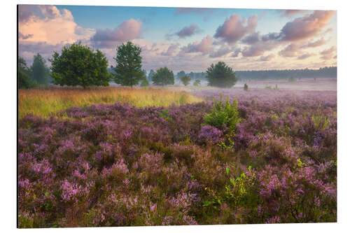 Aluminiumtavla Morning mood in the Lüneburg Heath