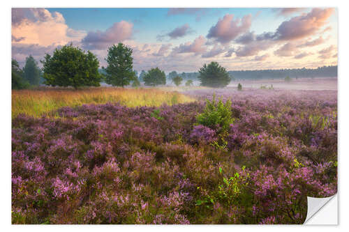 Naklejka na ścianę Morning mood in the Lüneburg Heath