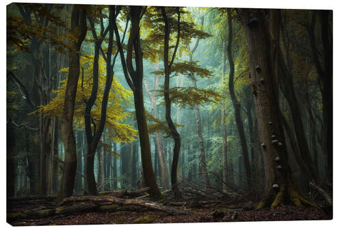 Canvas print A clearing in the dark forest