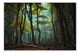 Obraz  Światło w ciemnym lesie - Martin Podt