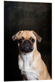 Foam board print Pug puppy