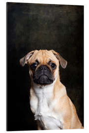 Gallery print Pug puppy