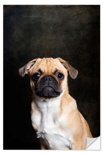 Selvklebende plakat Pug puppy