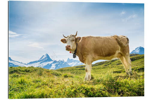 Quadro em plexi-alumínio Vaca suíça com Schreckhorn nos Alpes Berneses