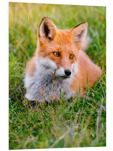 Foam board print Portrait of a young fox in the grass