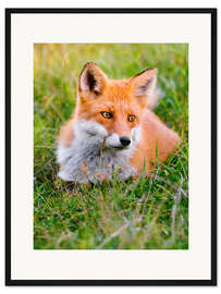 Gerahmter Kunstdruck Portrait eines jungen Fuchses im Grass