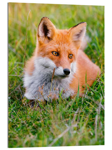 Galleriprint Portrait of a young fox in the grass