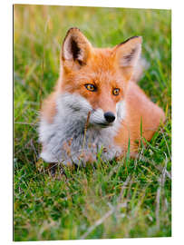 Gallery print Portrait of a young fox in the grass