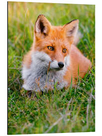 Magnettafel Portrait eines jungen Fuchses im Grass