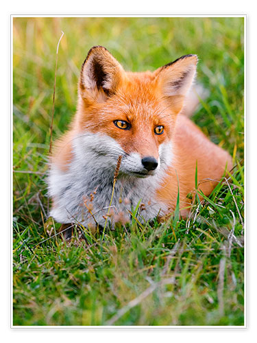 Poster Portrait eines jungen Fuchses im Grass