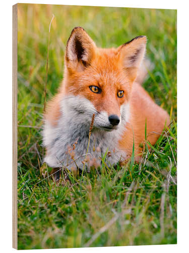 Holzbild Portrait eines jungen Fuchses im Grass