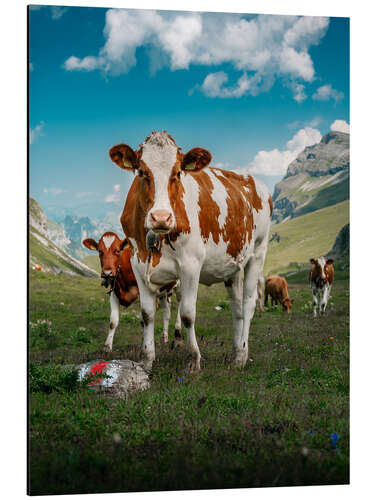 Aluminium print Portrait of a herd of cows in the Swiss Alps