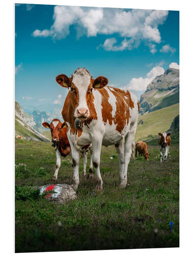 Bilde på skumplate Portrait of a herd of cows in the Swiss Alps