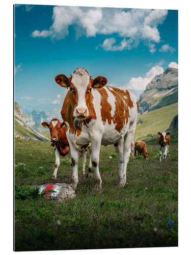 Galleritryk Portrait of a herd of cows in the Swiss Alps