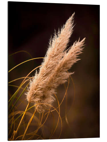 Aluminium print Reed grass