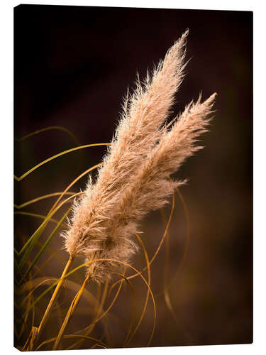 Canvas-taulu Reed grass