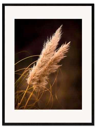 Innrammet kunsttrykk Reed grass