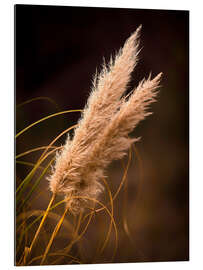 Galleritryk Reed grass