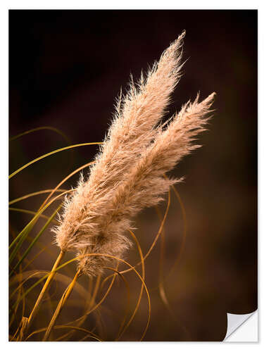 Självhäftande poster Reed grass