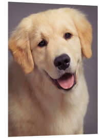 Foam board print Golden Retriever puppy