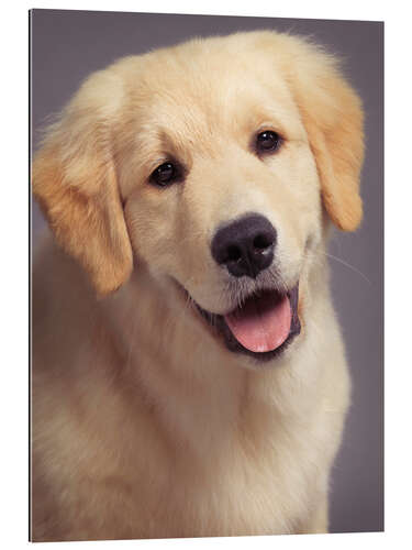 Galleritryk Golden Retriever puppy