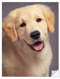 Sticker mural Chiot Golden Retriever