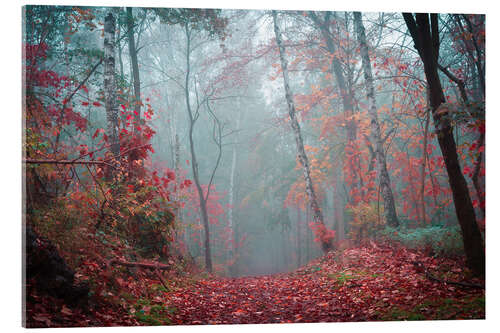 Cuadro de metacrilato Otoño en el bosque