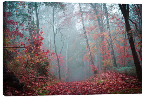Canvas print Fall in the forest