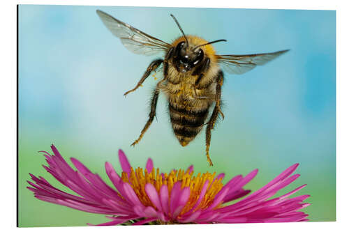 Aluminium print Bee