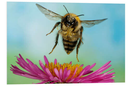 Tableau en PVC Abeille et fleur