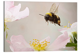 Aluminium print Little bumblebee in flight