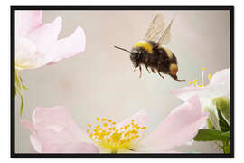 Gerahmter Kunstdruck Kleine Hummel im Flug