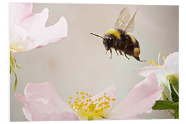 Foam board print Little bumblebee in flight