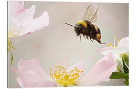 Gallery print Little bumblebee in flight