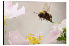 Magnettafel Kleine Hummel im Flug