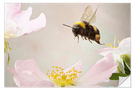 Sisustustarra Little bumblebee in flight