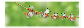 Poster Funny frogs on a branch