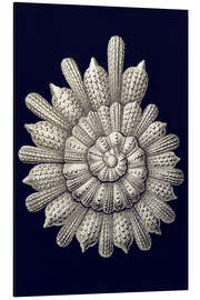 Magnettafel Thalamophora