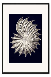 Gerahmter Kunstdruck Thalamophora