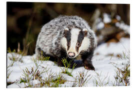 Aluminiumtavla European badger