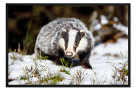 Gerahmter Kunstdruck Europäischer Dachs