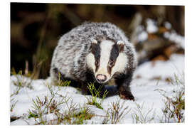 PVC-tavla European badger